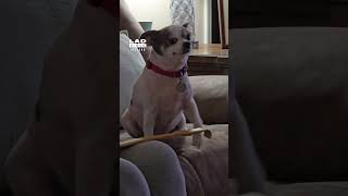 Dog Demands More Scratches 😂🐶