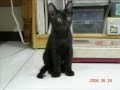 黒猫のタンゴ(MIMI)Black Cat