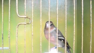 chaffinch x greenfinch. screenshot 5
