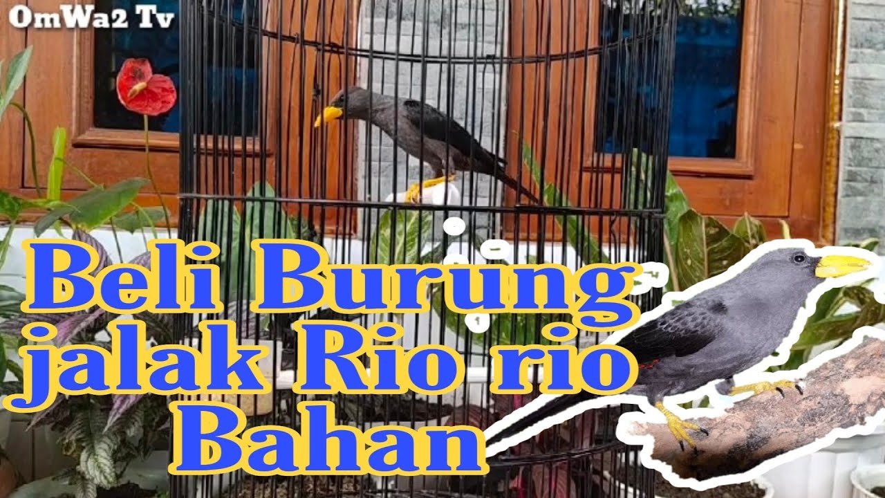 Jalak Rio Rio Beli Jalak Rio Rio Bahan Ombyokan, Pengen Masukan Di Aviary tapi Masih ...