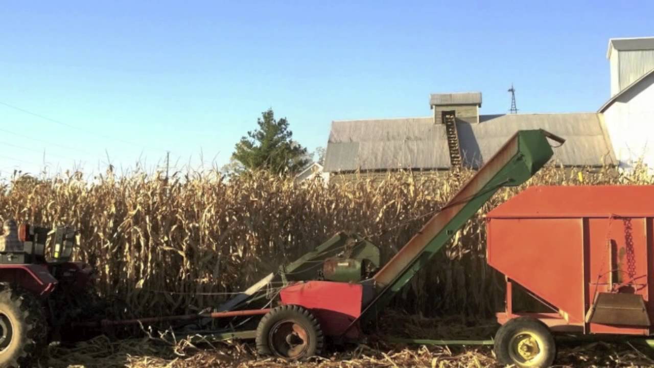 Ear Corn Harvest and Corn Crib YouTube