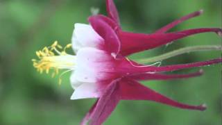 Barbs Flowers