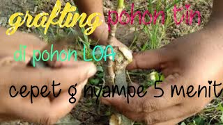 TUTORIAL grafting POHON TIN DI POHON LOA