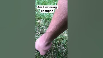 Screw driver watering test for your lawn