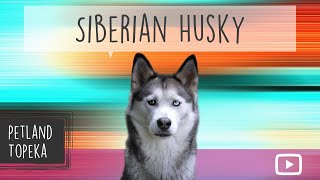 Siberian Huskies fun Facts by Petland Topeka 2 views 2 years ago 1 minute, 4 seconds