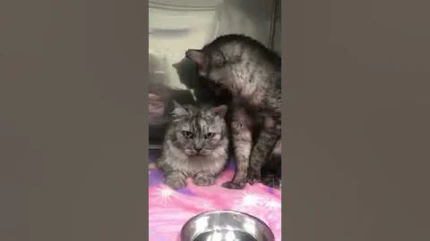 Video 2513661: exotic shorthair persian cat, color persian cat