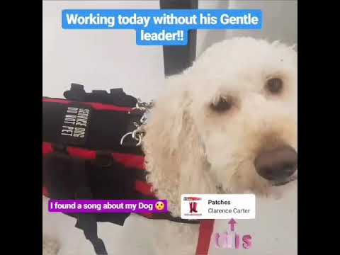 service-dog-vest-unboxing!-(river-dog-gear)