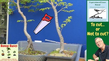 How to get the most from Trunk Chops | Top Tips for making Bonsai better
