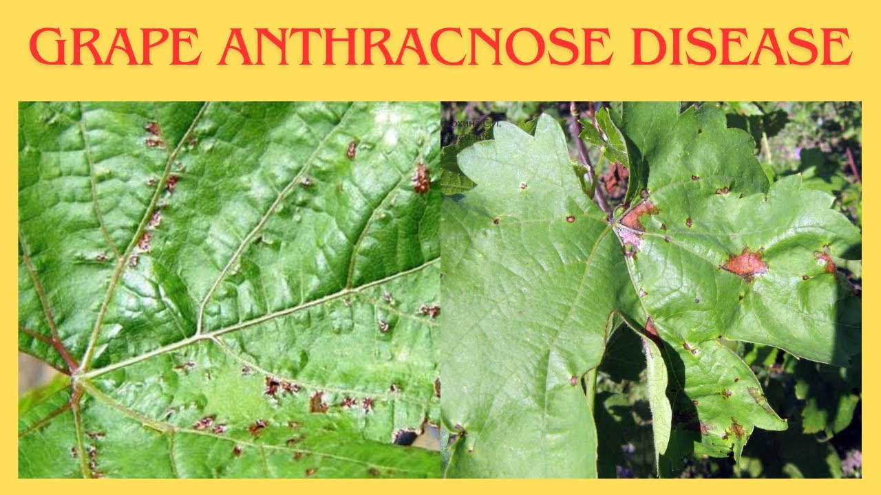 Grape anthracnose disease 