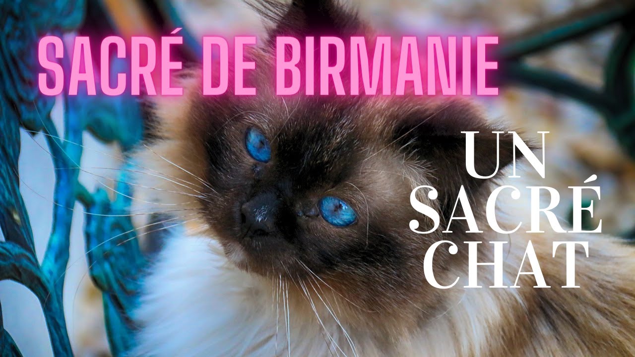 Sacre De Birmanie Caractere Sante Alimentation Prix Et Entretien Sacre De Birmanie Caractere Sante Alimentation Prix Et Entretien
