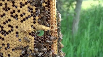 Split Hive Making Queen Cells