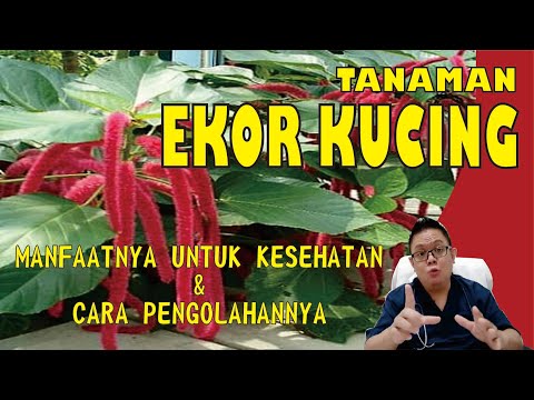 Video: Tumbuhan Cattail: Maklumat yang Berkembang Dan Kawalan Cattail