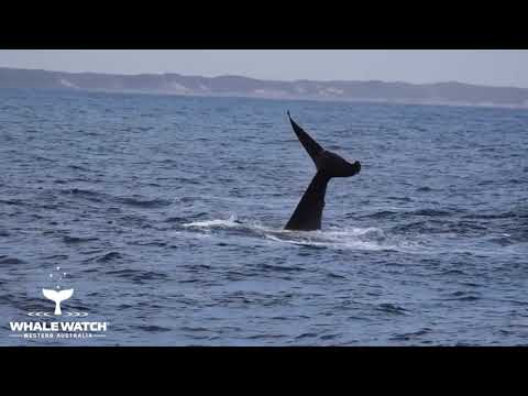 Humpback Whale Tail Sailing