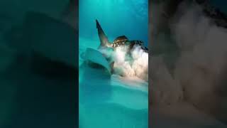 The Opening Is Beautiful Enough to Stop the Scroll, But Something Feels Wrong Immediately