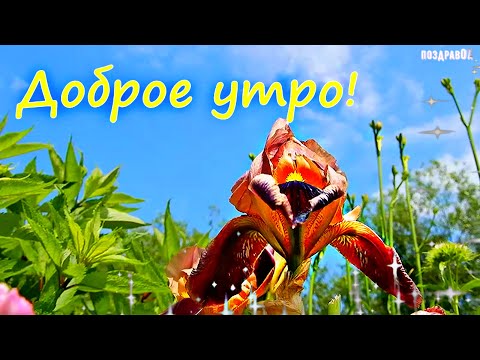 Доброе утро, друзья! Отличного и позитивного настроения!