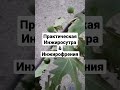 Инжир - это когда много инжира!... Остальное - не важно! Все презентации - в Телеграм!🙂