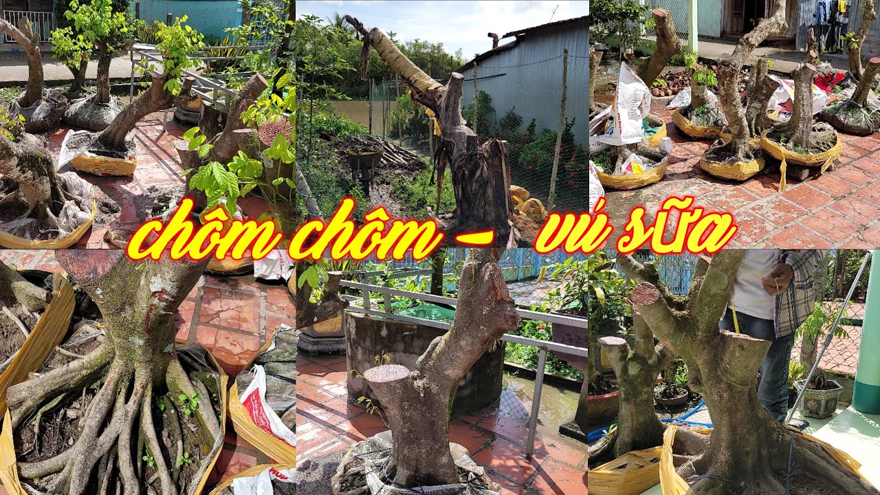 VÚ SỮA BAY VÀ MỘT SỐ PHÔI CHÔM CHÔM THÁI BONSAI ĐẾ ĐẸP... - youtube