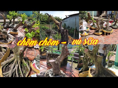 Video VÚ SỮA BAY VÀ MỘT SỐ PHÔI CHÔM CHÔM THÁI BONSAI ĐẾ ĐẸP... - youtube