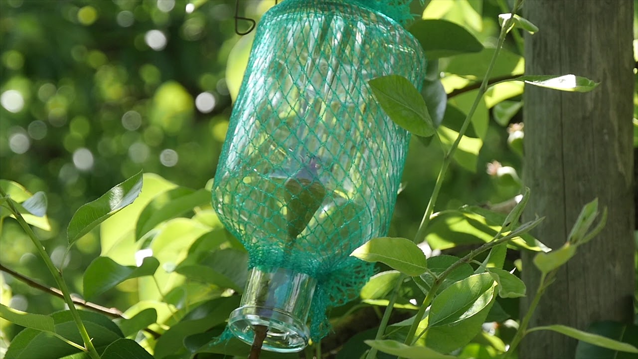 Eau de vie de Poire Williams avec poire emprisonée Distillerie de