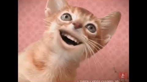 Preview 2 Numa Cat 2022 V1.5