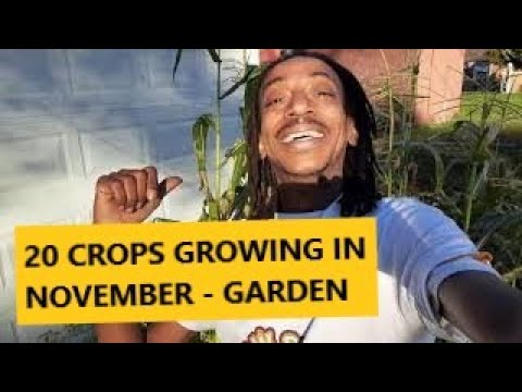 20 CROPS GROWING IN MID NOVEMBER ON THE SKINNY BOY FARMS - COMPLETE GARDEN TOUR - Small Space Garden