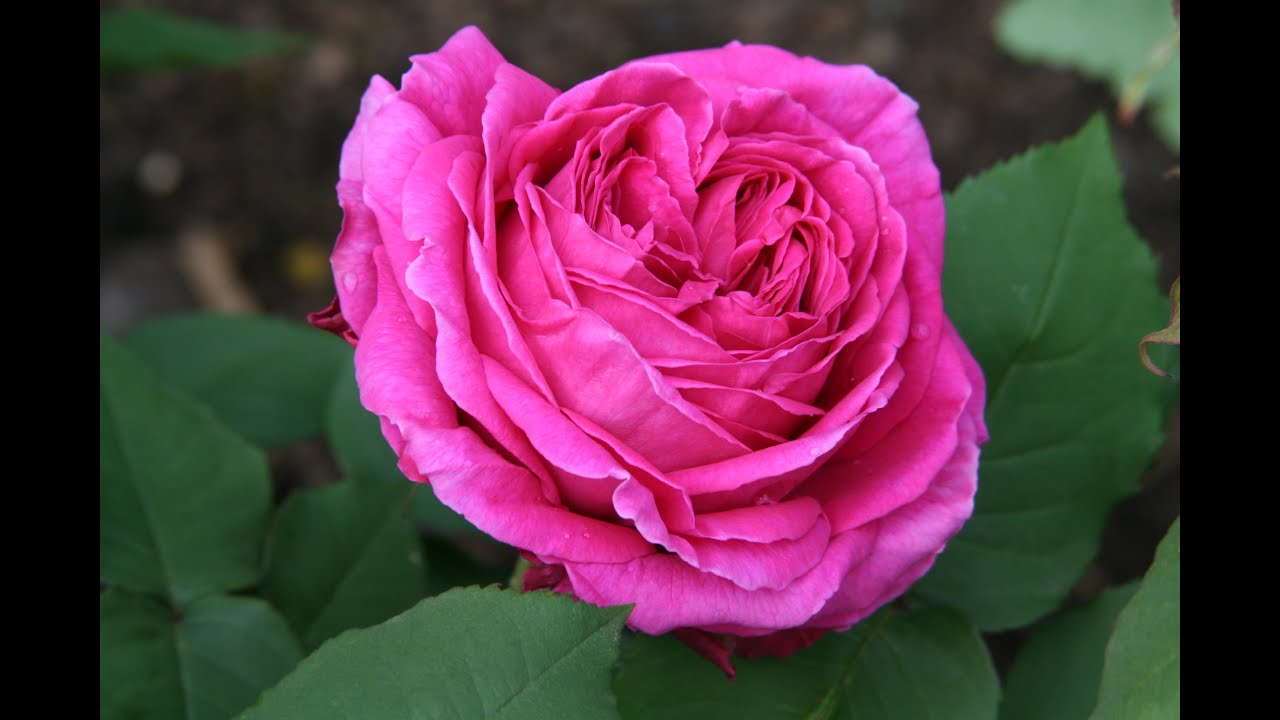 A Tour of the Rose Gardens with Martin