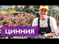 КРАСИВЫЕ ЦИННИИ ОЧЕНЬ ПРОСТО ВЫРАСТИТЬ! САМЫЙ ПРОСТОЙ СПОСОБ