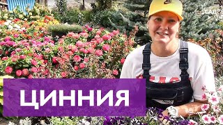 КРАСИВЫЕ ЦИННИИ ОЧЕНЬ ПРОСТО ВЫРАСТИТЬ!/САМЫЙ ПРОСТОЙ СПОСОБ