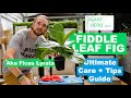 Fiddle Leaf Fig - PLANT HERO ULTIMATE Care + Tips Guide To Growing A Thriving Ficus Lyrata Tree!