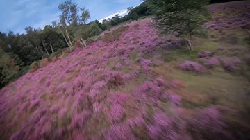 Blackbird : Runcam 3 : Betaflight 3.1.7 : Purple Fields
