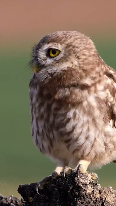 #naturevibes #naturesounds #calmingsounds #owl #birdsounds #naturetherapy #naturephotography #owleye
