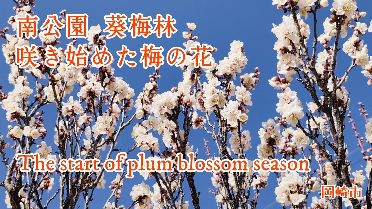 春の訪れ、葵梅林。ほころび始めた梅の花（岡崎市）（4K）｜Plum Blossoms Starting to Bloom in Okazaki, Japan
