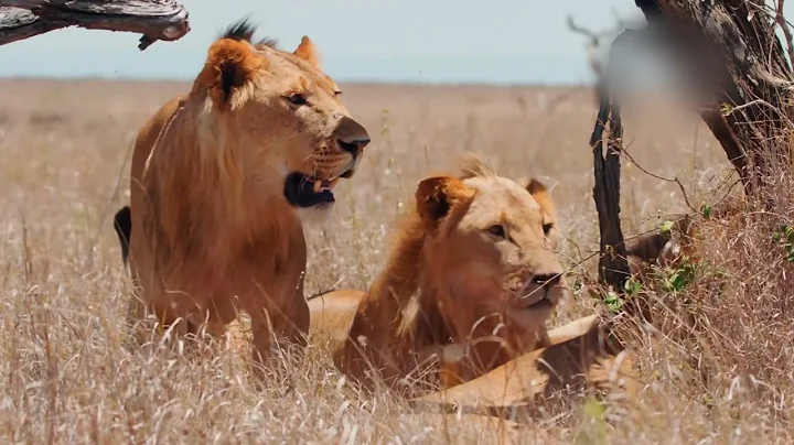 Ultimate Predators: When Lion Attack (SPECIAL EPISODE) | Nature Animal Documentary