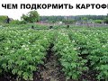 ЧЕМ ПОДКОРМИТЬ КАРТОФЕЛЬ - подкормка картофеля при посадке