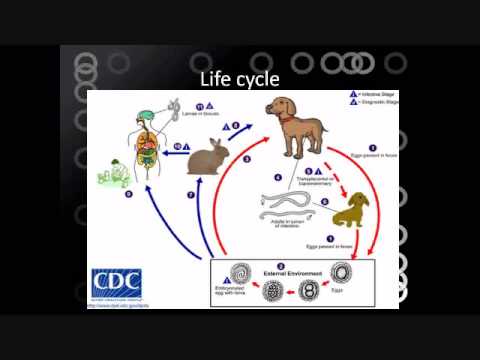 Video: Toxocariasis - Sintomi E Metodi Di Trattamento Della Toxocariasis Negli Esseri Umani