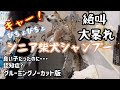 【シニア柴犬】スピード仕上げ 苦手なシャンプー絶叫します