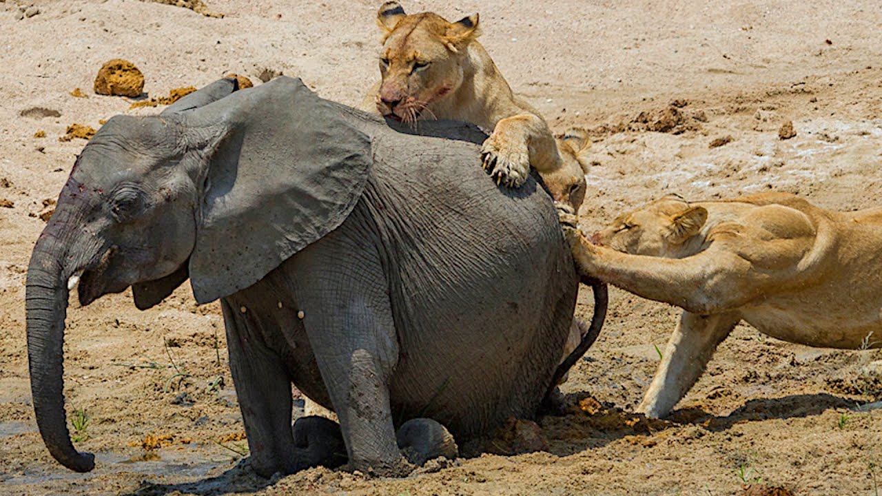 Львиный прайд атакует слона. Стадо слона. Лев против слона. Тактика охоты львов.