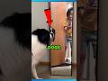 Dogs Hate Mirrors ЁЯРХ ЁЯШВ Dogs Hate Mirrors ЁЯРХ ЁЯШВ