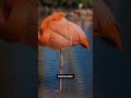 Why Do Flamingos Stand on One Leg? Fun Animal Facts Song for Kids!