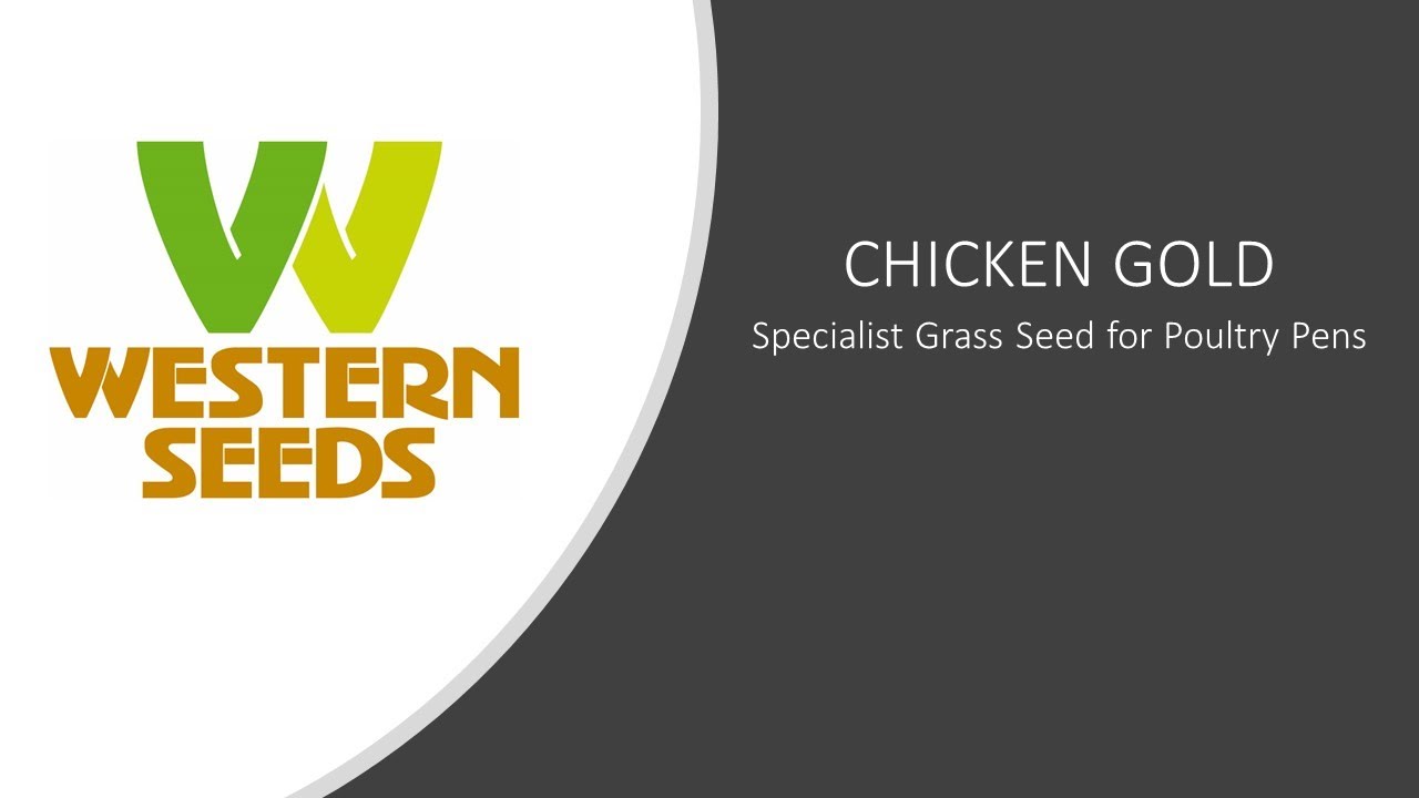 CHICKEN GOLD Specialist grass seed for poultry pens YouTube