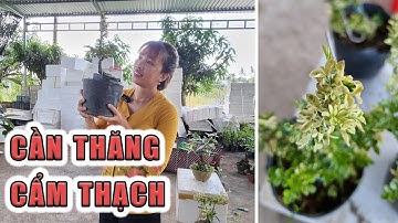 Cây cần thăng cẩm thạch bonsai | 📞 Ngân 0386569374 (10.5)