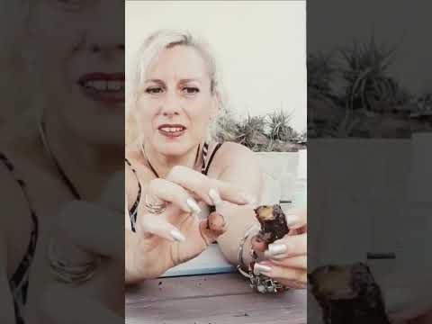 Video: Rotting Amaryllis Bulbs: ¿Por qué se pudren mis bulbos de Amaryllis?