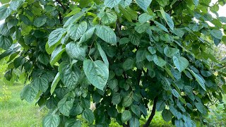 BLOOPER Garden Tour! Oops I called TICE Morus Nigra hybrid🥴 It’s A Morus Rubra Hybrid