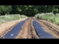 Introduction to Plasticulture and Drip Irrigation