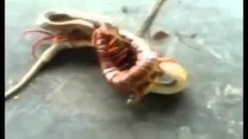 Trận chiến nảy lửa giữa rết khổng lồ và rắn