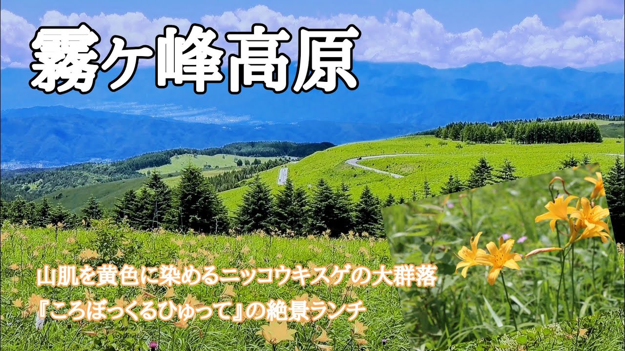 霧ヶ峰高原】2023.7.19 八島ヶ原湿原の花巡りとニッコウキスゲ群生地へ