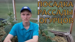 ВЫРАЩИВАНИЕ ОГУРЦОВ. Высадка РАССАДЫ в теплицу. ПОСАДКА ОГУРЦОВ(Высадка огуречной рассады в теплицу. Ставьте лайки, комментируйте видео! Мой канал http://www.youtube.com/channel/UC_B1TyiZtTHR..., 2015-06-22T11:13:28.000Z)