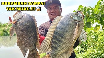 Memang Spot Mancing ini gak ada Tanding ikan Nila nya Babon semua kerambah sampei tak muat