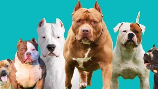 ٥ انواع كلاب شبيهة لكلب البيتبول 