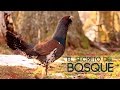 Docu UROGALLO CANTÁBRICO